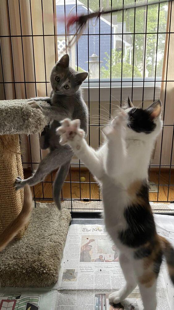 Enlarge Clara V, a Adoptable Domestic Short Hair in Cary, NC image 5/5