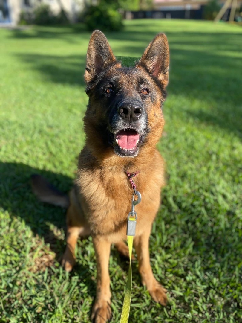 Enlarge Ranger, a Adopted German Shepherd Dog in Boca Raton, FL image 1/3