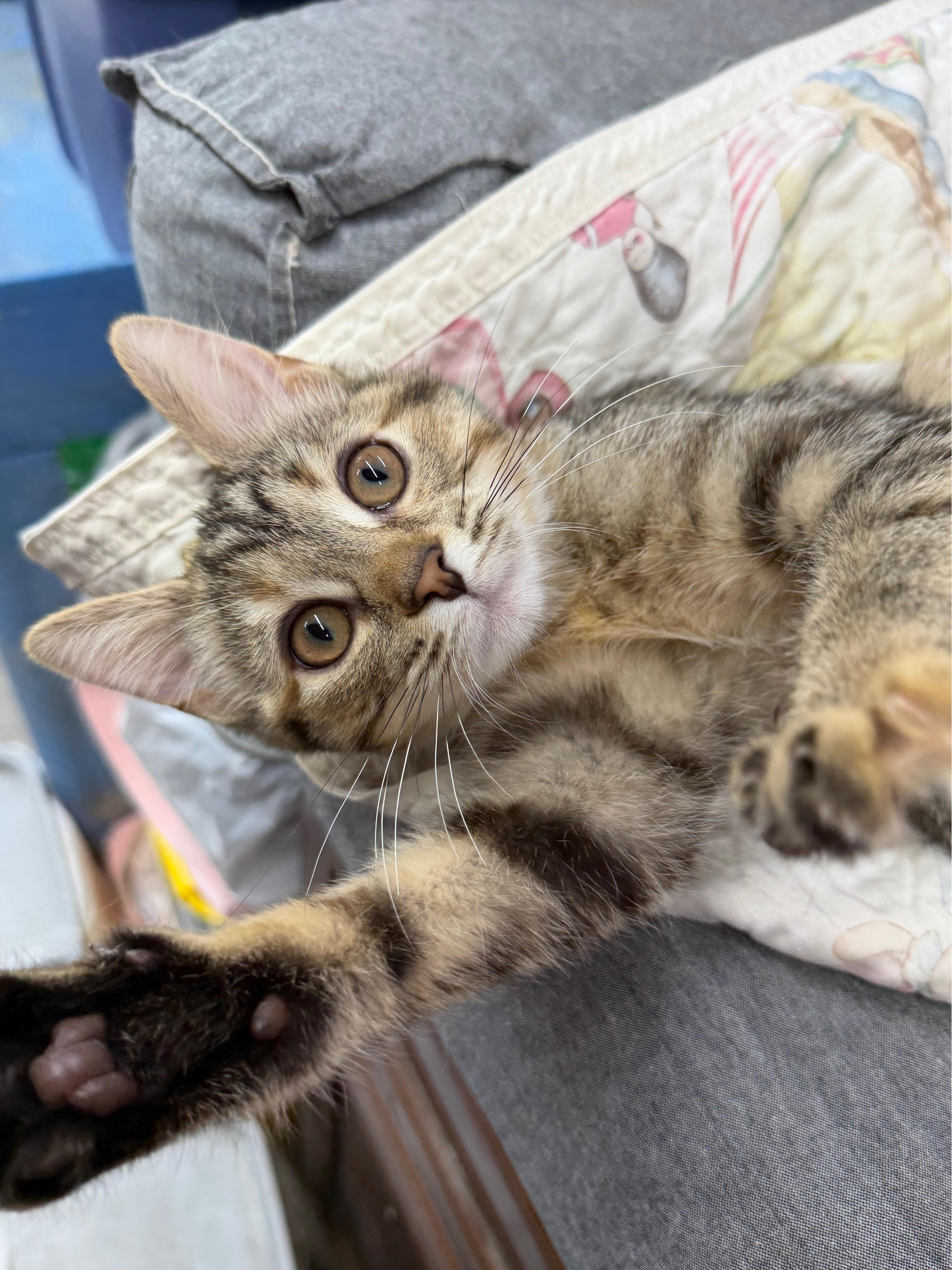 Jolie, ADOPTABLE, Kitten Female Domestic Short Hair.