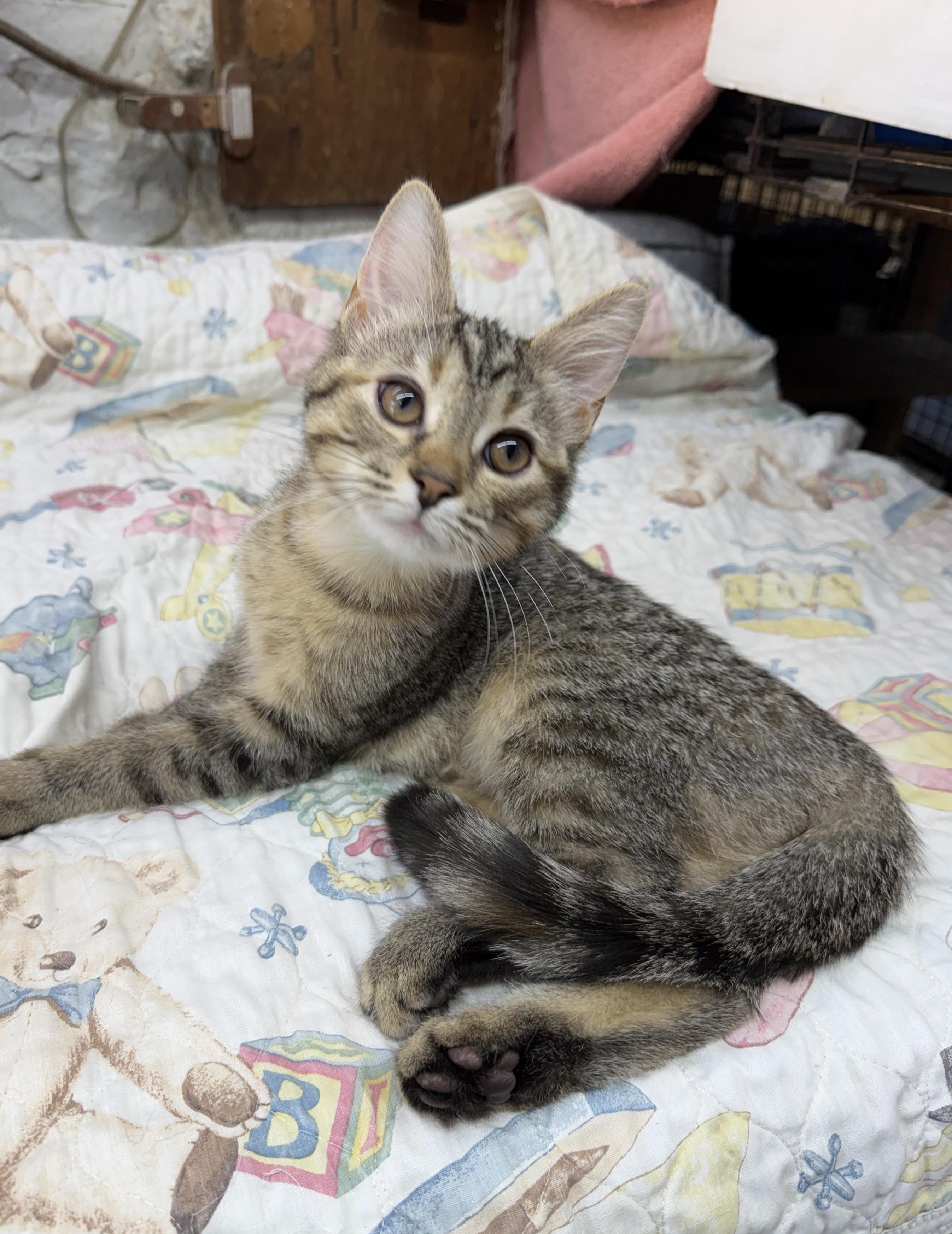 Enlarge Jolie, a ADOPTABLE Domestic Short Hair in Avon, OH image 2/3