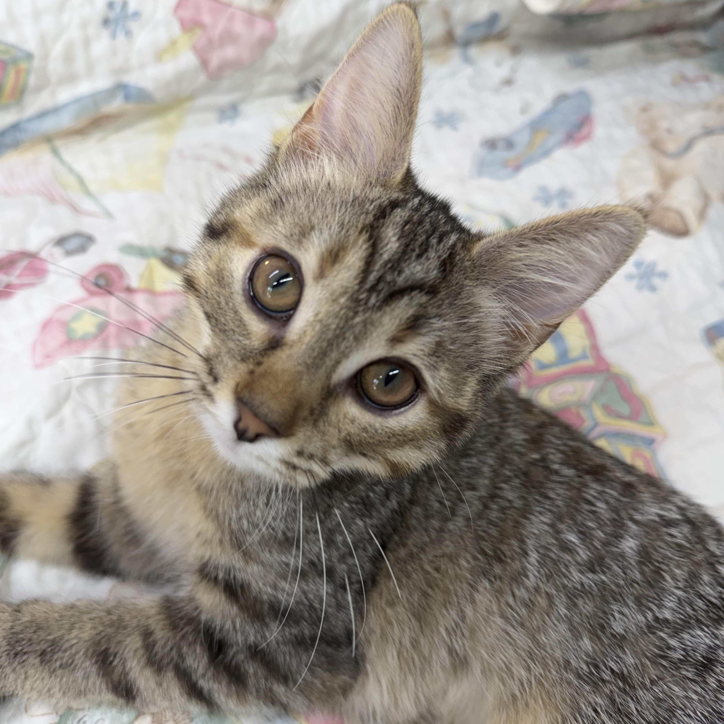 Enlarge Jolie, a ADOPTABLE Domestic Short Hair in Avon, OH image 3/3
