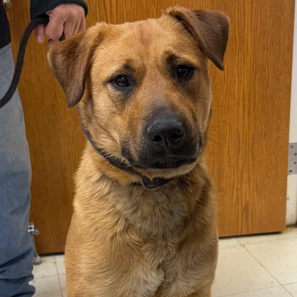 Enlarge Beverly, a Adoptable mixed breed in Jacksonville, AR image 1/1