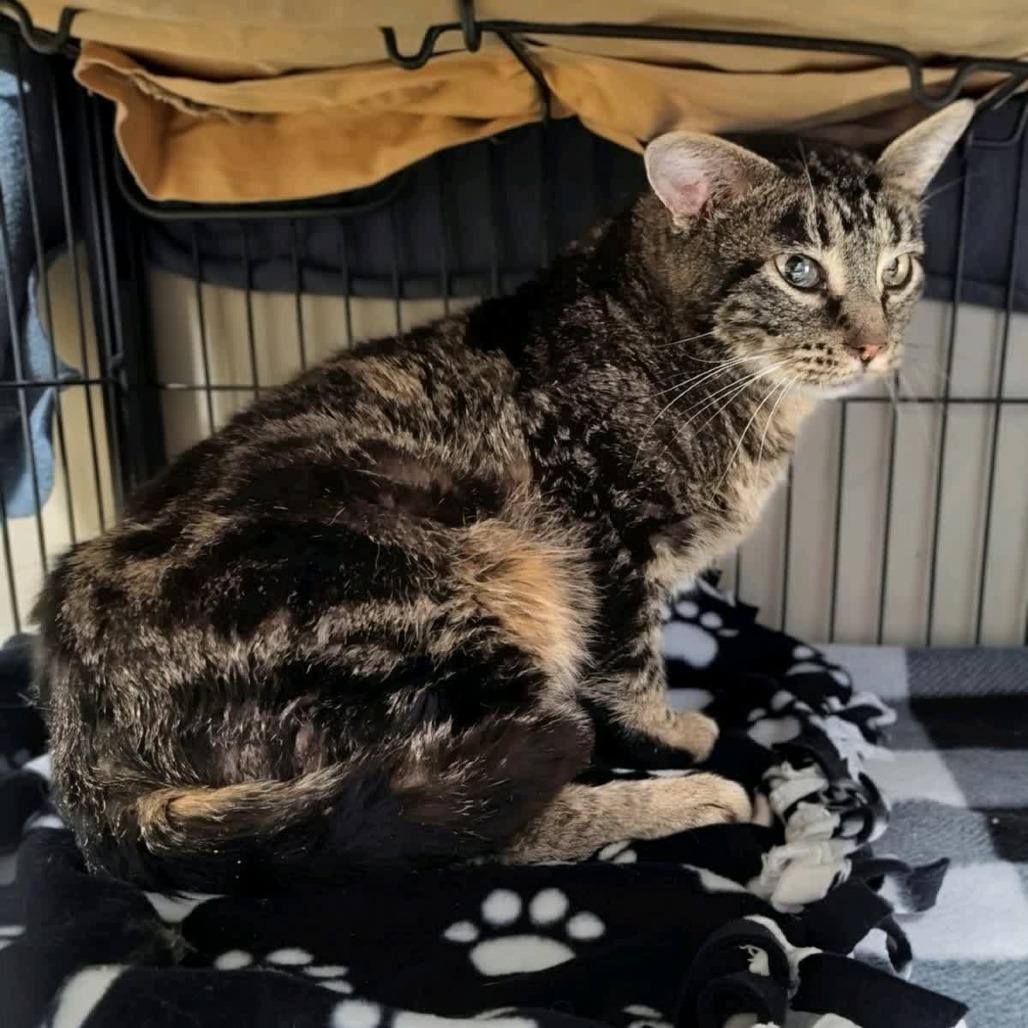 Enlarge Aimee, a Adoptable Domestic Short Hair in Norfolk, NE image 1/2