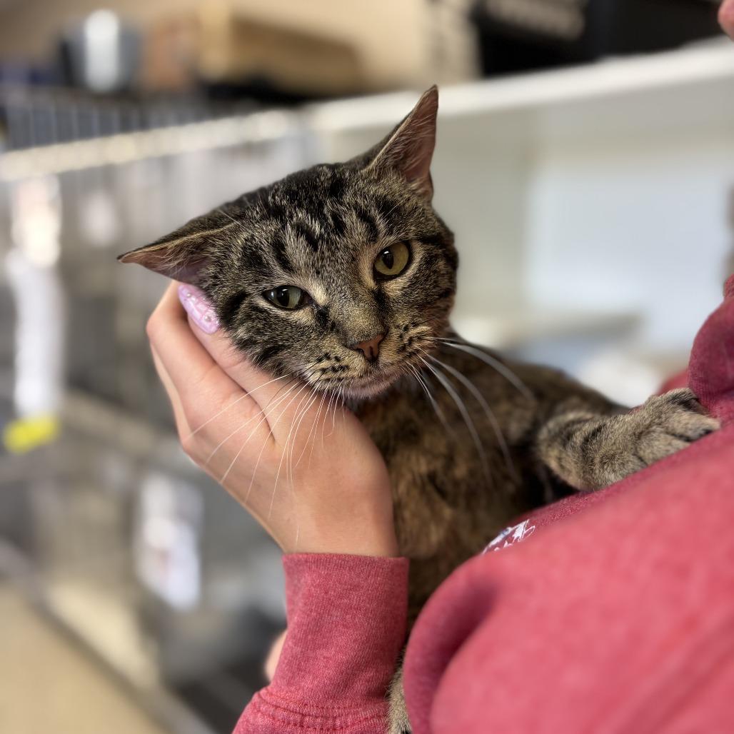 Enlarge Aimee, a Adoptable Domestic Short Hair in Norfolk, NE image 2/2
