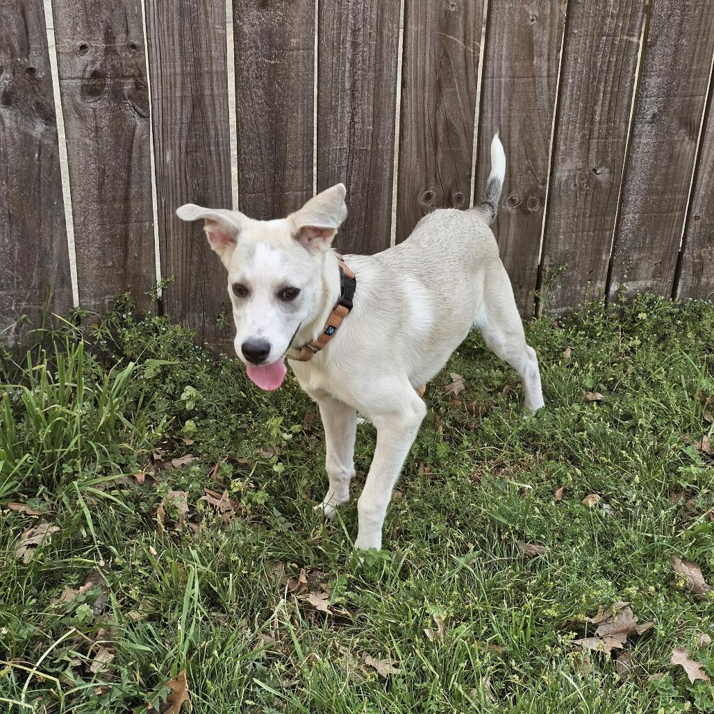 Soba 26-013, Adoptable, Puppy Female Labrador Retriever & Mixed Breed.