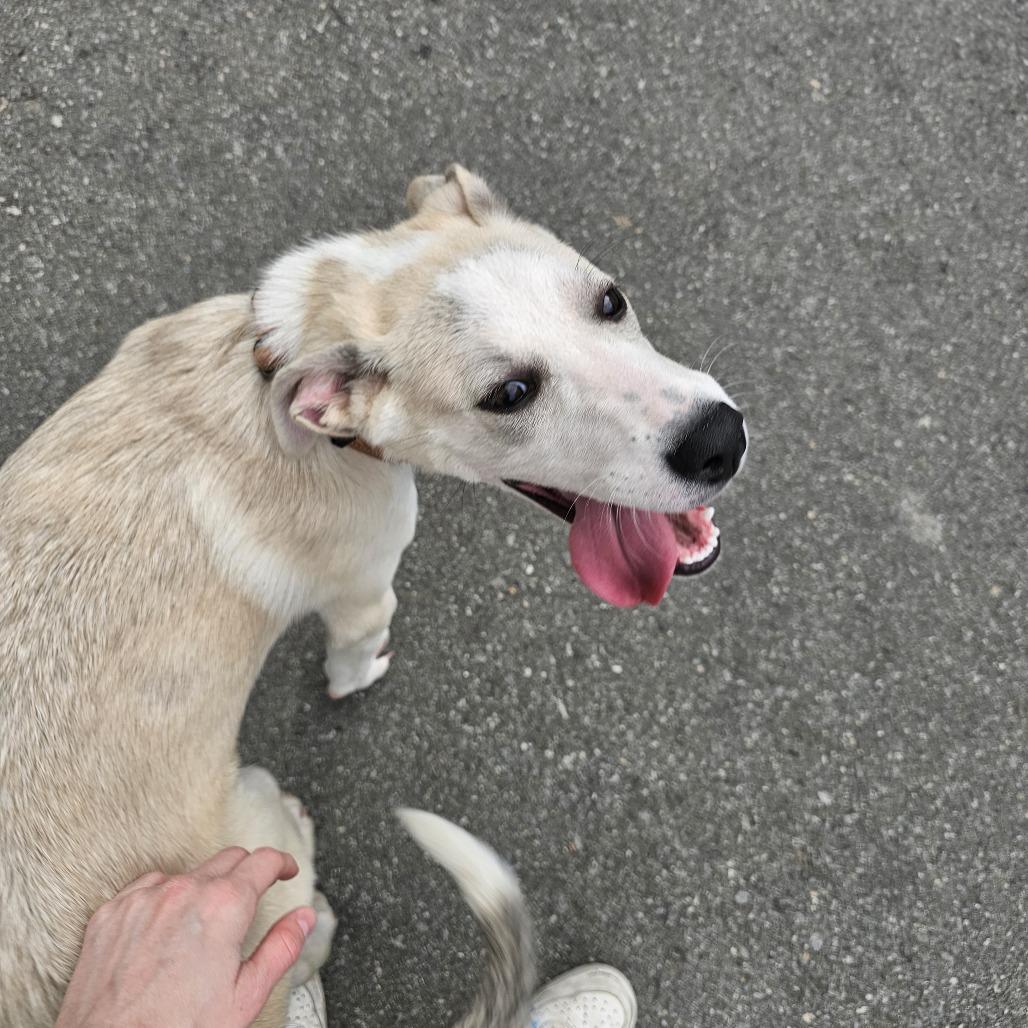 Enlarge Soba 26-013, a Adoptable mixed breed in Little Rock, AR image 2/3