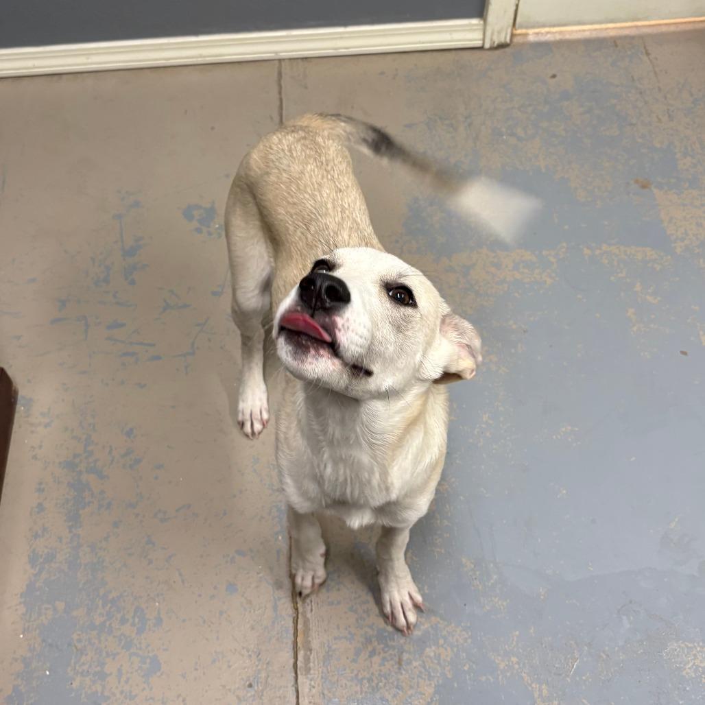 Enlarge Soba 26-013, a Adoptable mixed breed in Little Rock, AR image 3/3