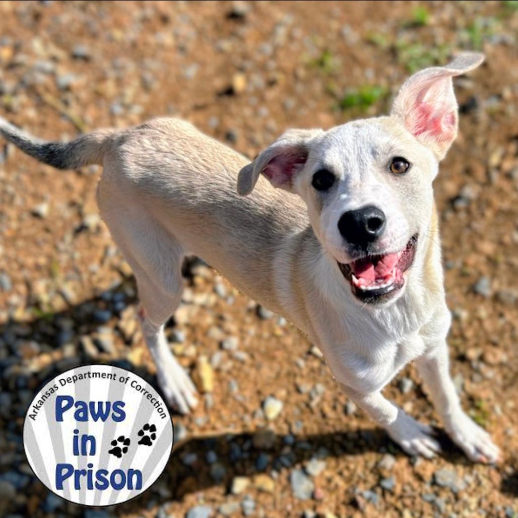 Enlarge Soba 26-013, a Adoptable mixed breed in Little Rock, AR image 3/3