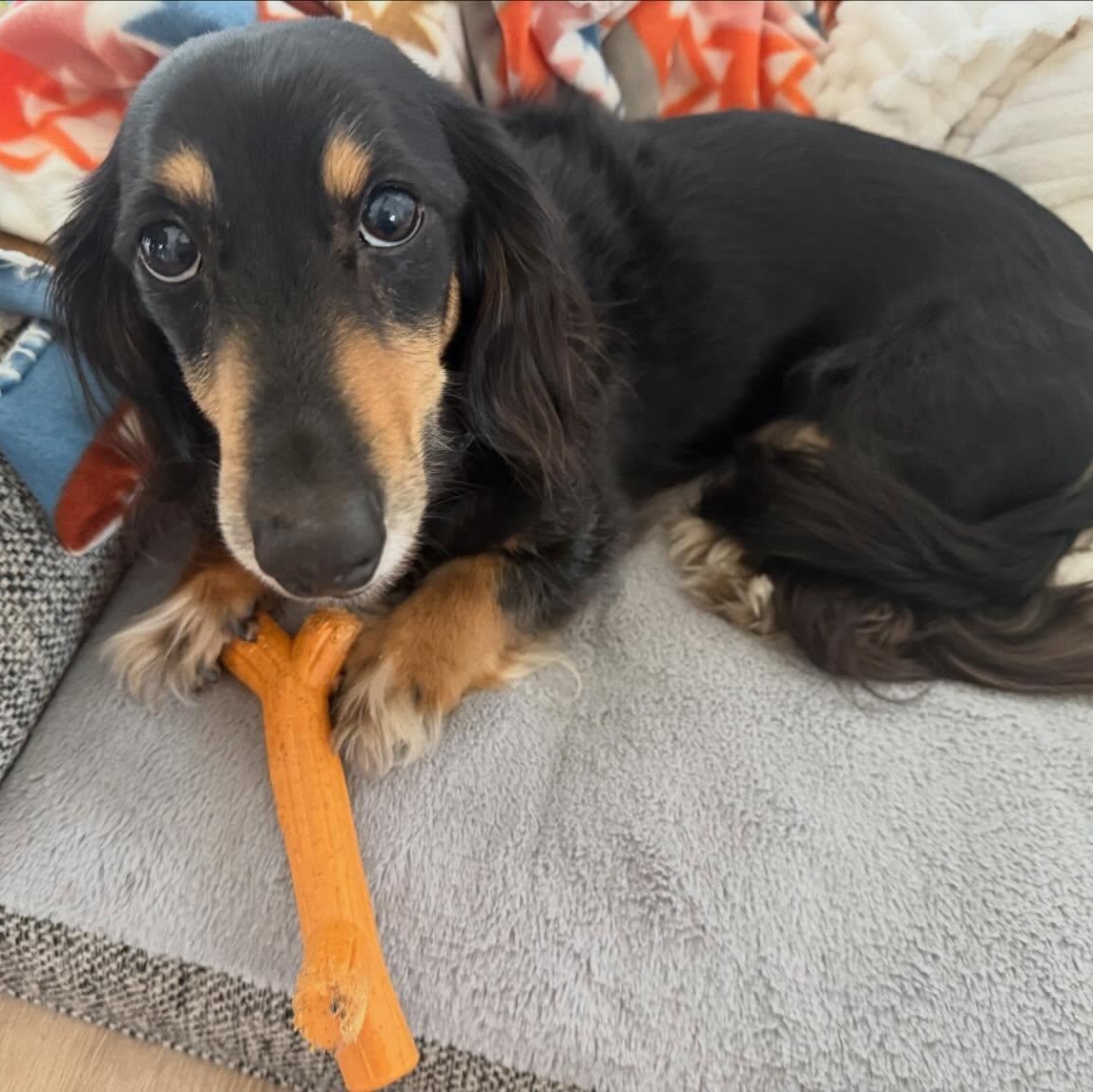 Enlarge Hoss, an adopted Dachshund (Long Haired) in Portland, OR image 2/2