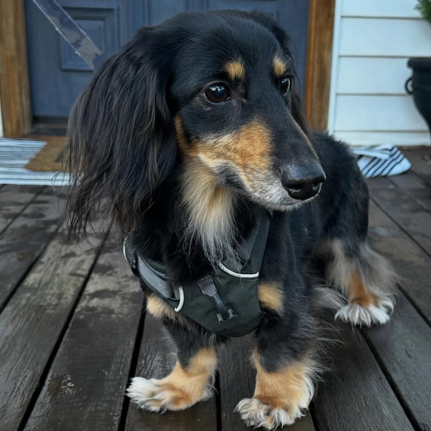 Hoss (COMING SOON), ADOPTABLE, Senior Male Dachshund (Long Haired).