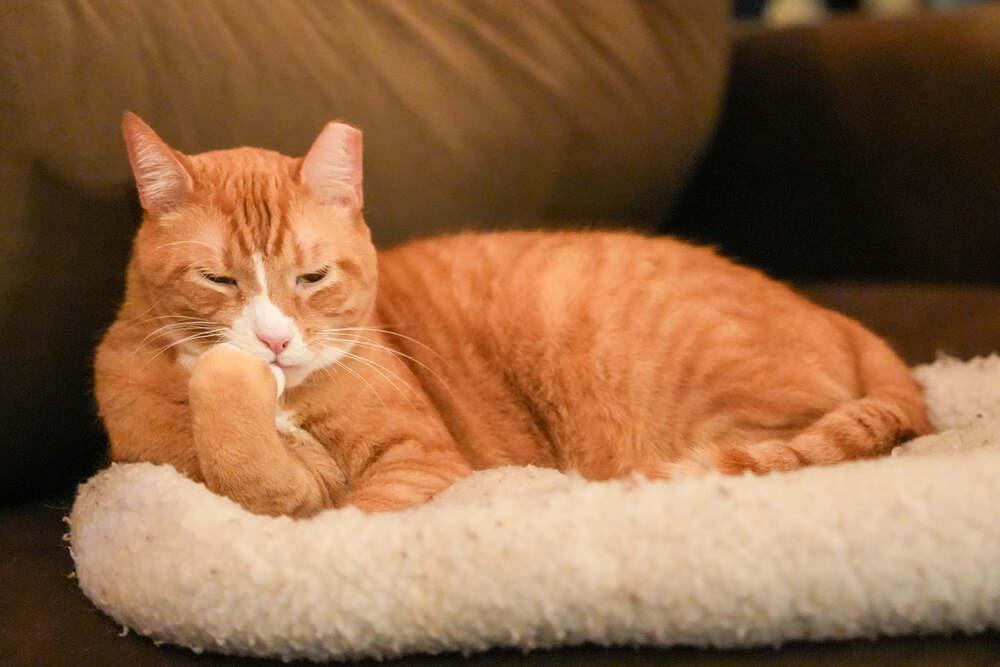 Enlarge Woodley, a Adoptable Domestic Short Hair in Ferndale, MI image 1/6