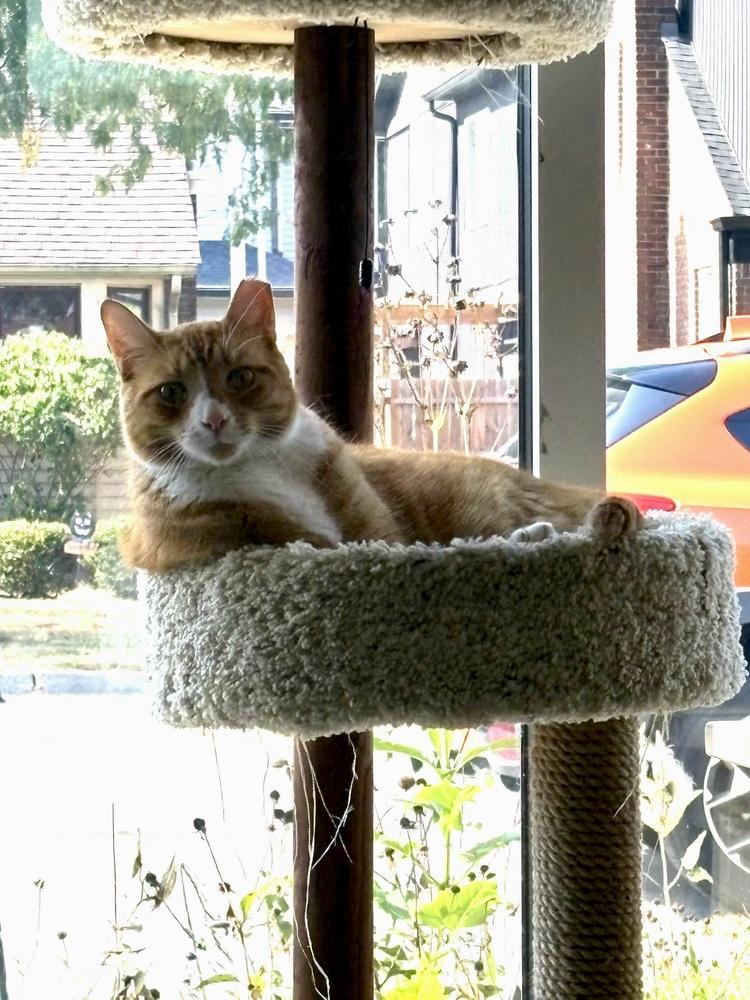 Enlarge Woodley, a Adoptable Domestic Short Hair in Ferndale, MI image 2/6