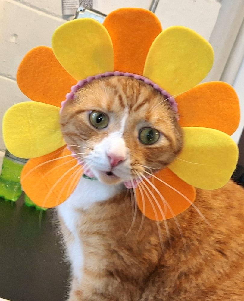 Woodley, Adoptable, Adult Male Domestic Short Hair.