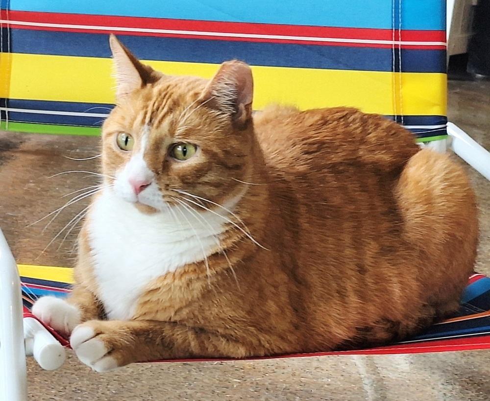 Enlarge Woodley, a Adoptable Domestic Short Hair in Ferndale, MI image 4/6