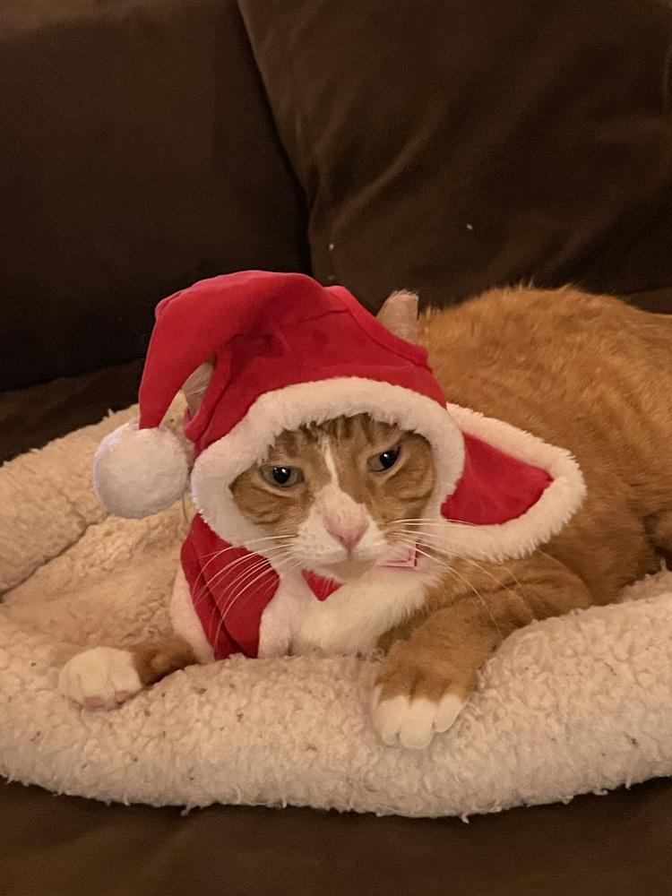 Enlarge Woodley, a Adoptable Domestic Short Hair in Ferndale, MI image 5/6