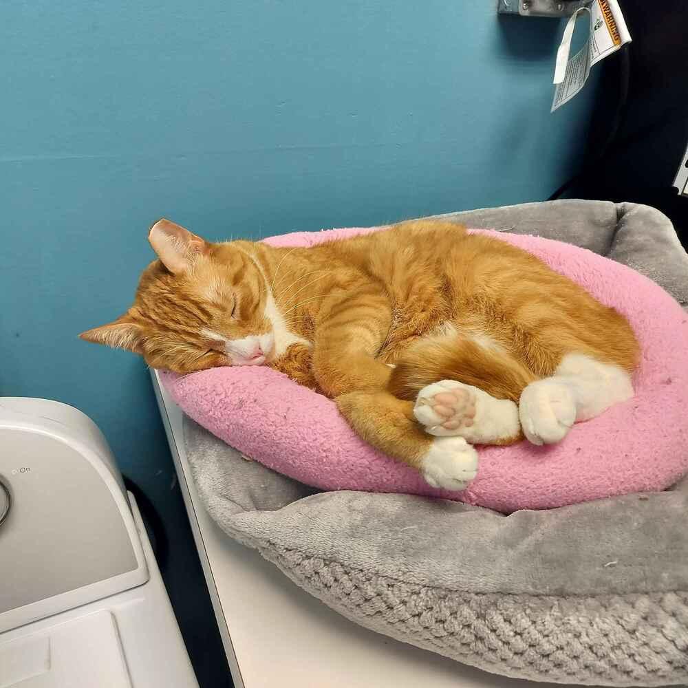 Enlarge Woodley, a Adoptable Domestic Short Hair in Ferndale, MI image 6/6