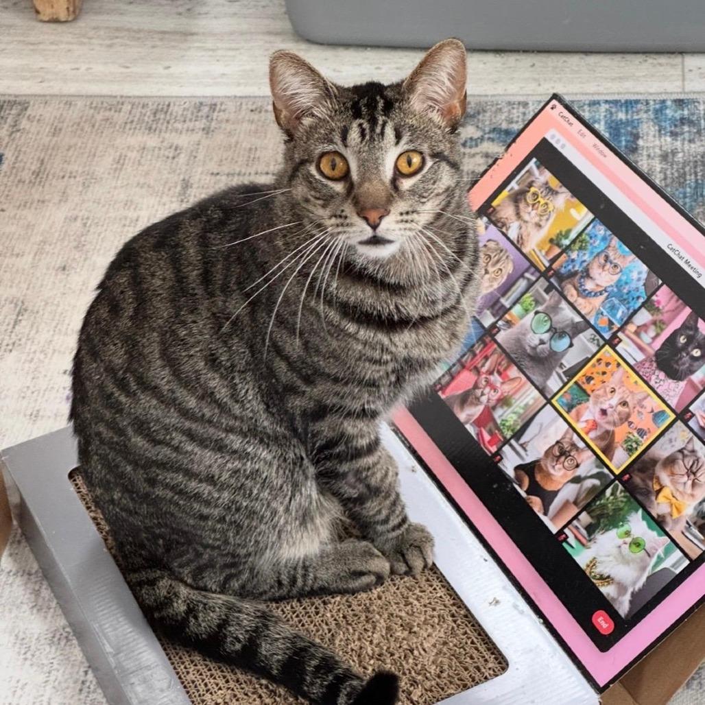 Clyde, Adoptable, Adult Male Domestic Short Hair.