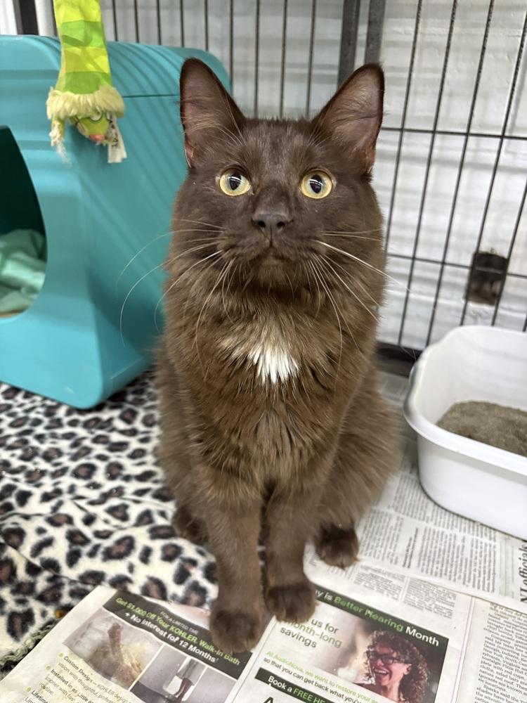 Xander, a Adoptable mixed breed in Mishawaka, IN image 3/6