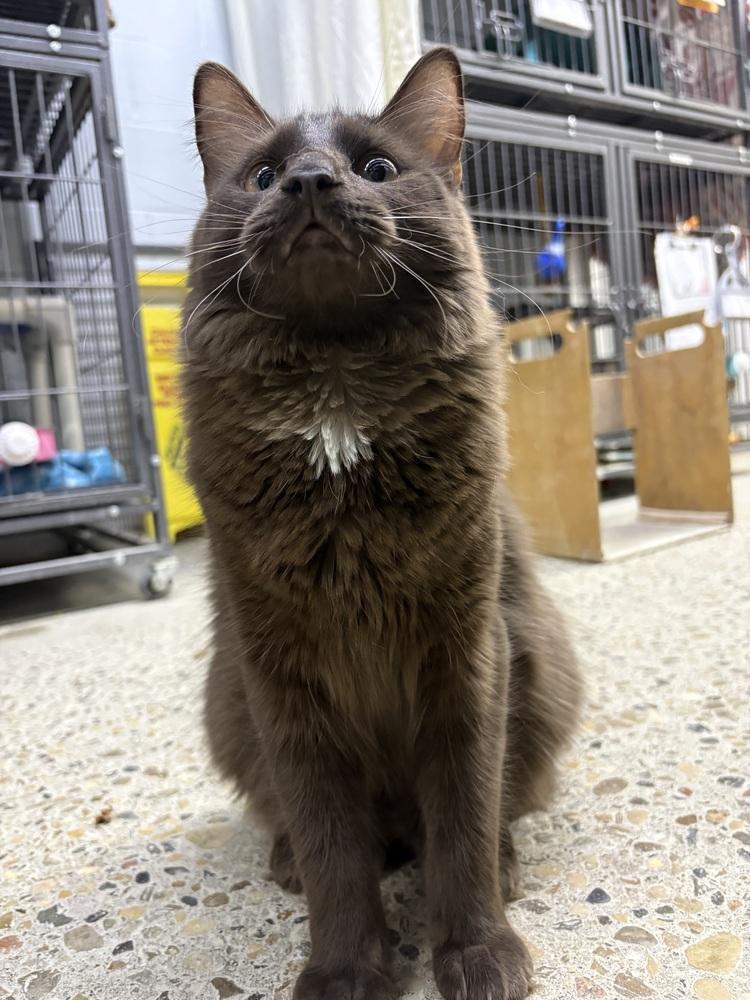 Xander, a Adoptable mixed breed in Mishawaka, IN image 4/6