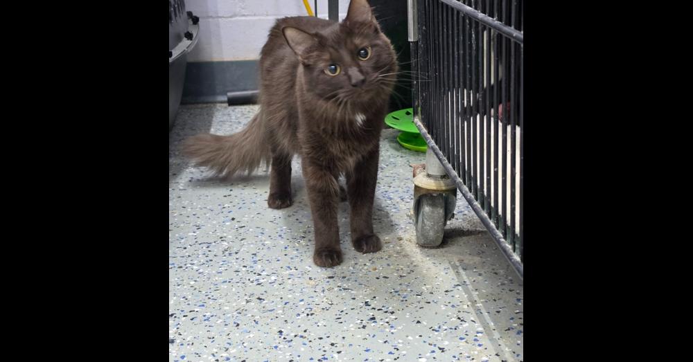 Xander, a Adoptable mixed breed in Mishawaka, IN image 5/6