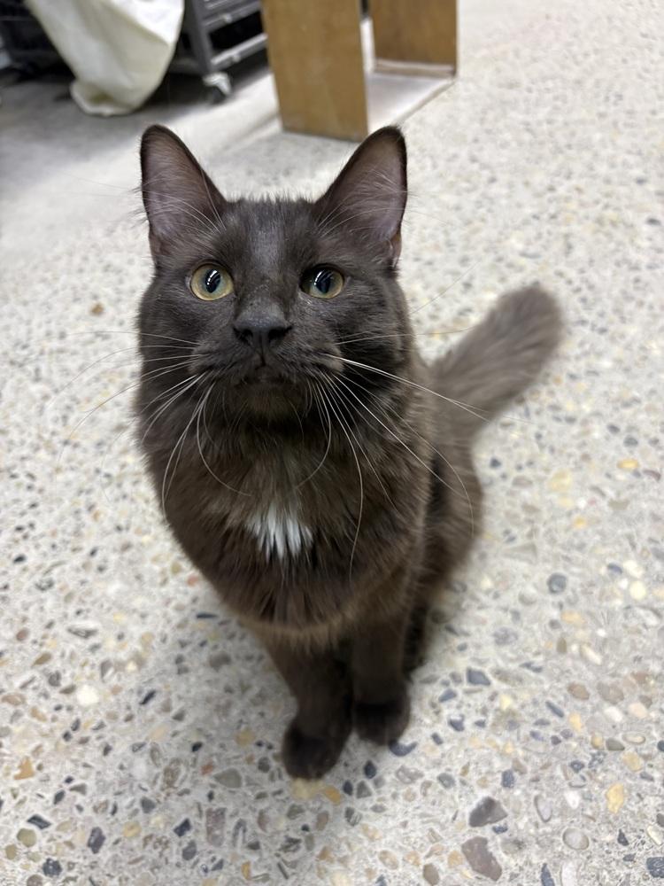 Xander, a Adoptable mixed breed in Mishawaka, IN image 6/6