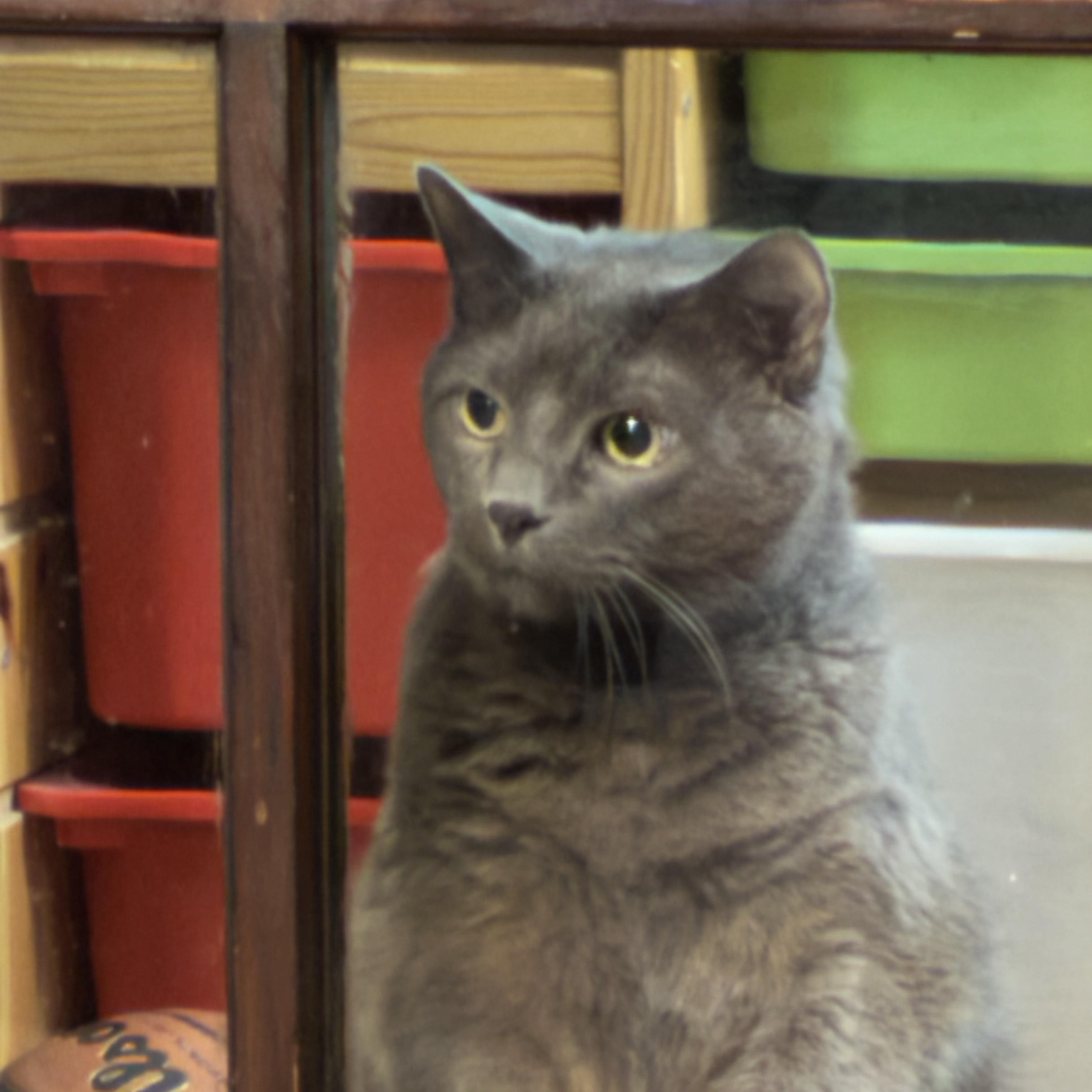 Dude, ADOPTABLE, Senior Male American Shorthair.