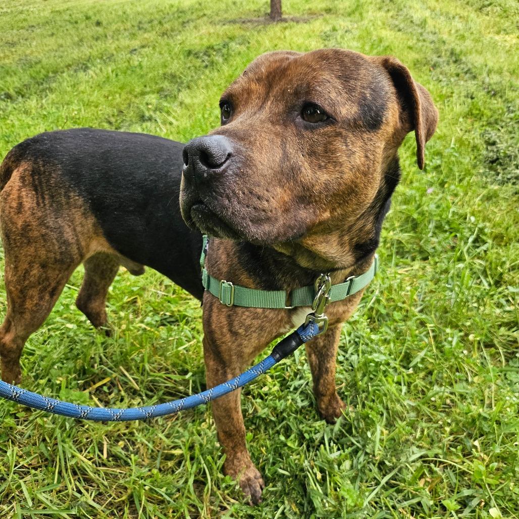 Enlarge Pugsley, a Adoptable Mixed Breed in Sonoma, CA image 1/6
