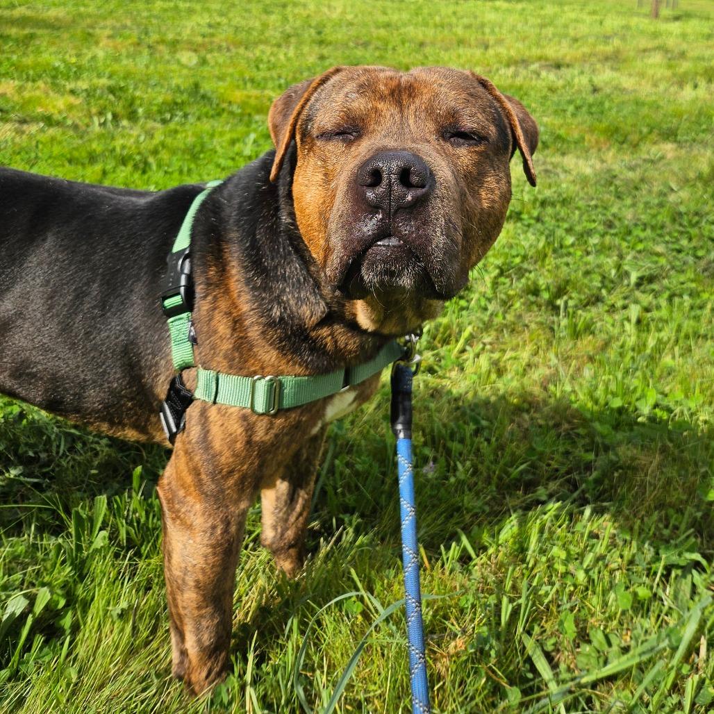 Enlarge Pugsley, a Adoptable Mixed Breed in Sonoma, CA image 2/6