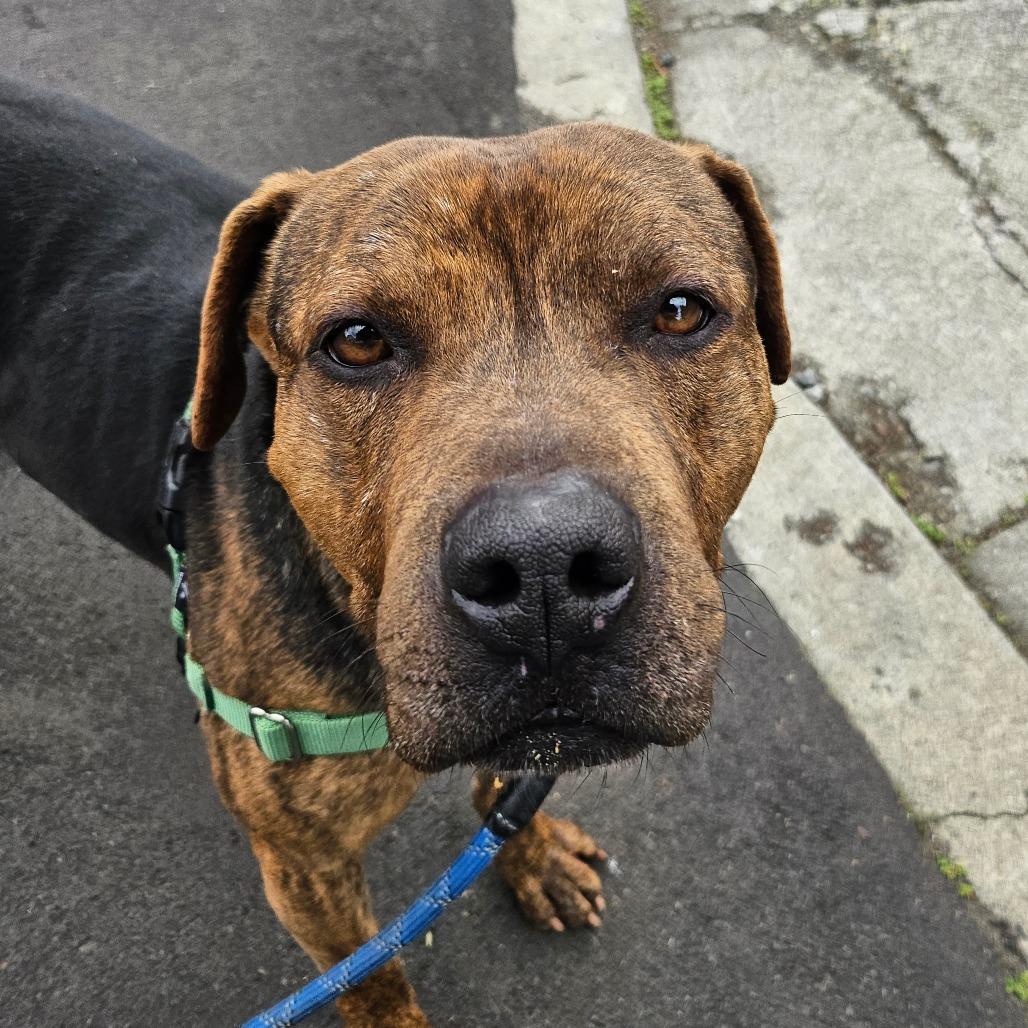 Enlarge Pugsley, a Adoptable Mixed Breed in Sonoma, CA image 3/6