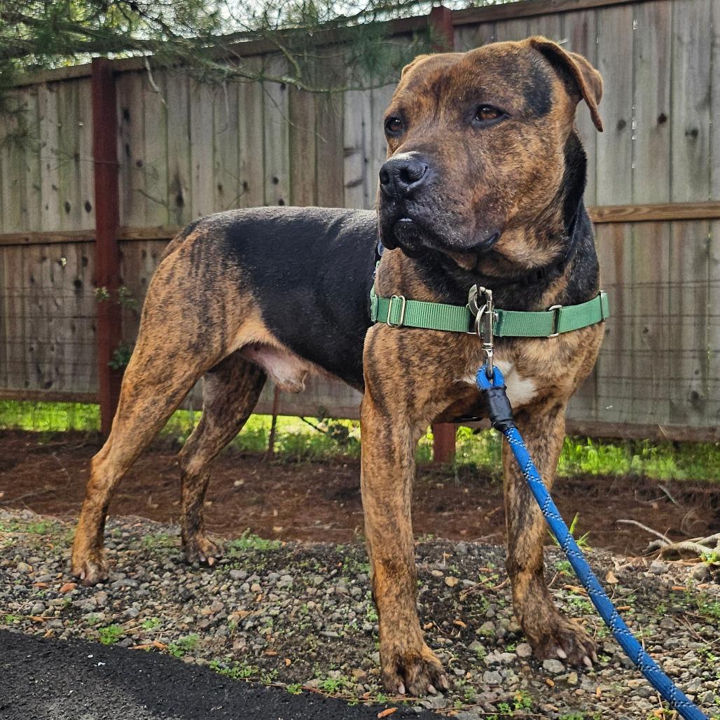 Enlarge Pugsley, a Adoptable Mixed Breed in Sonoma, CA image 4/6
