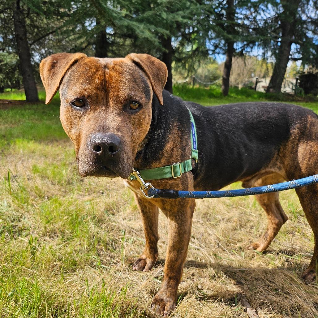 Enlarge Pugsley, a Adoptable Mixed Breed in Sonoma, CA image 5/6