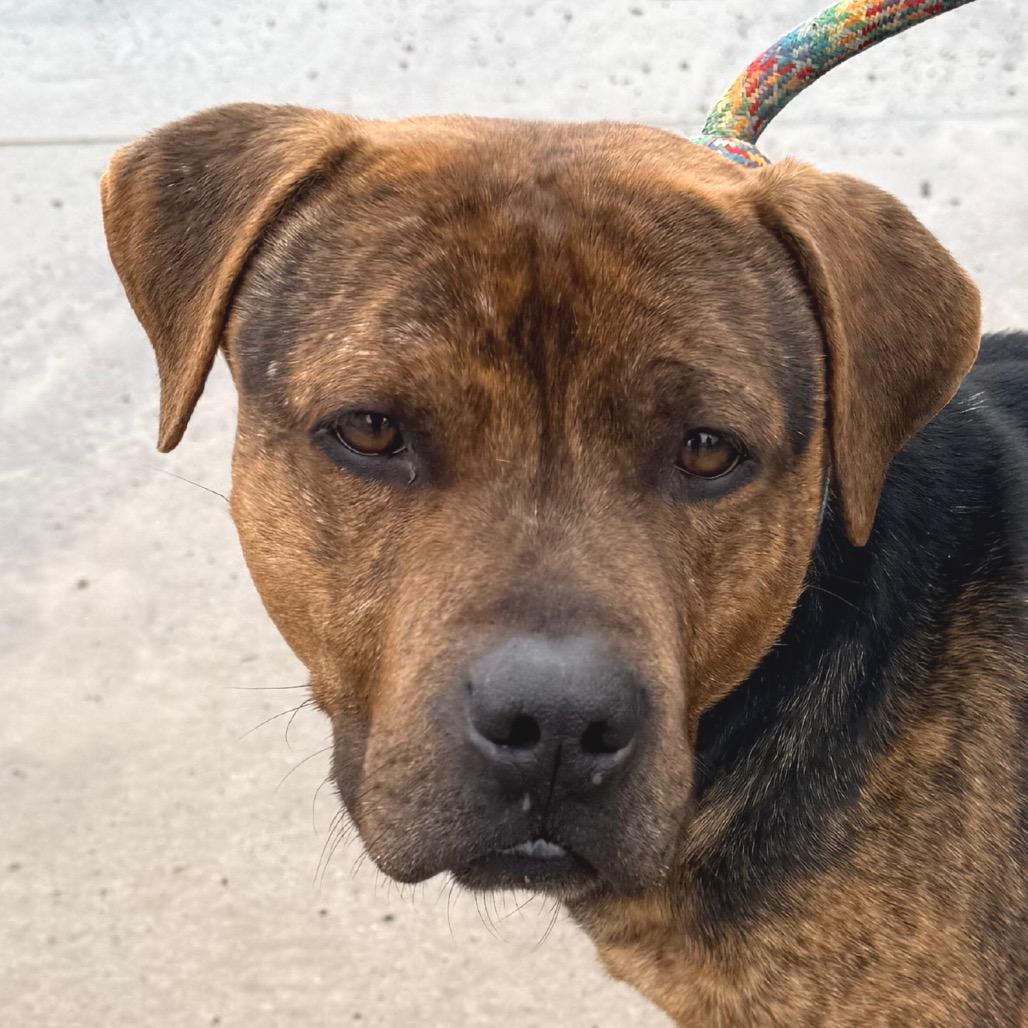 Enlarge Pugsley, a Adoptable Mixed Breed in Sonoma, CA image 6/6
