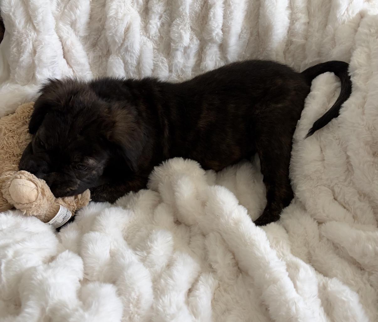 Enlarge Cash, a ADOPTABLE Mixed Breed in Maineville, OH image 4/6