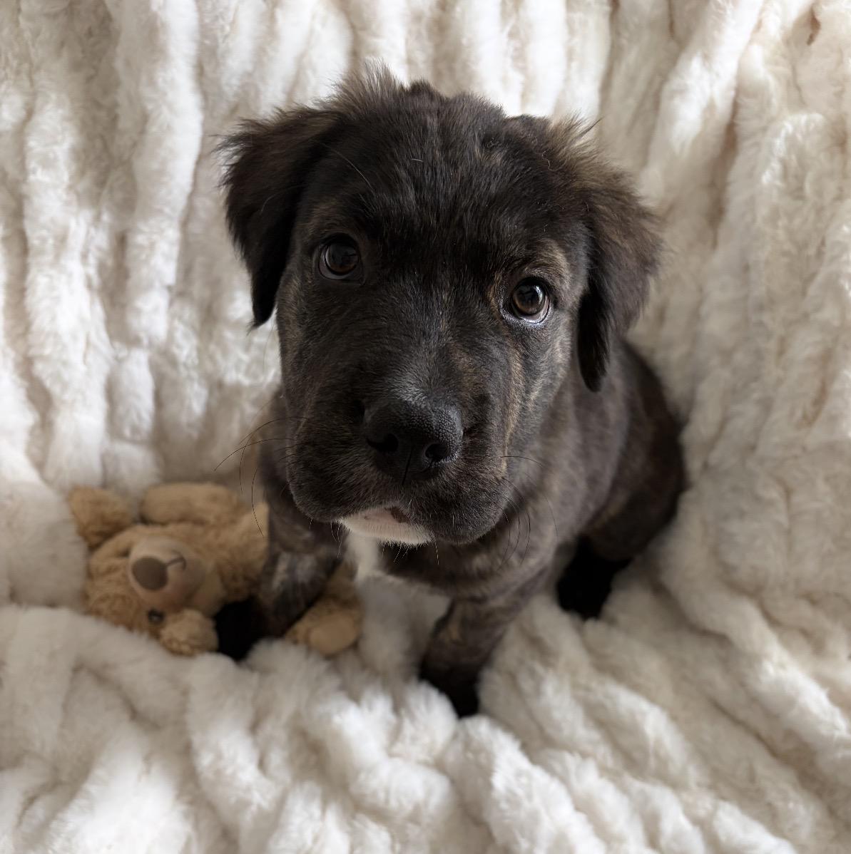 Cash, ADOPTABLE, Puppy Male Mixed Breed.