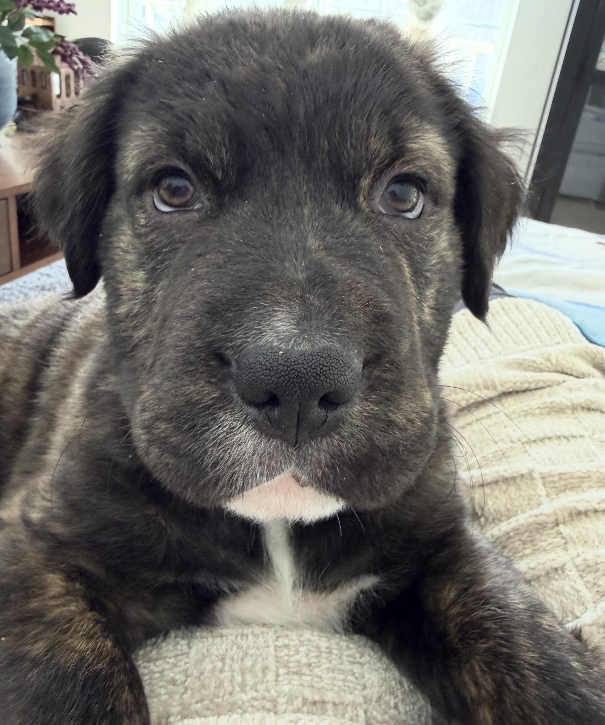 Enlarge Cash, a ADOPTABLE Mixed Breed in Maineville, OH image 6/6