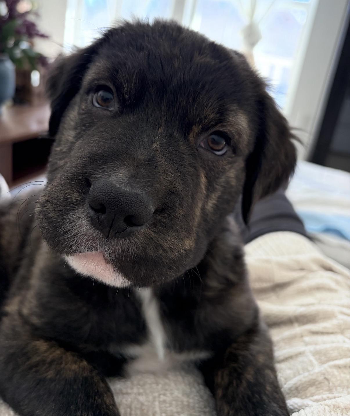 Enlarge Cash, a ADOPTABLE Mixed Breed in Maineville, OH image 5/6