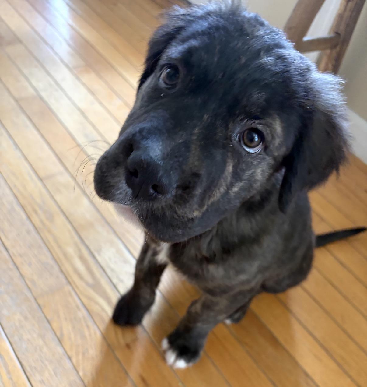 Enlarge Cash, a ADOPTABLE Mixed Breed in Maineville, OH image 2/6