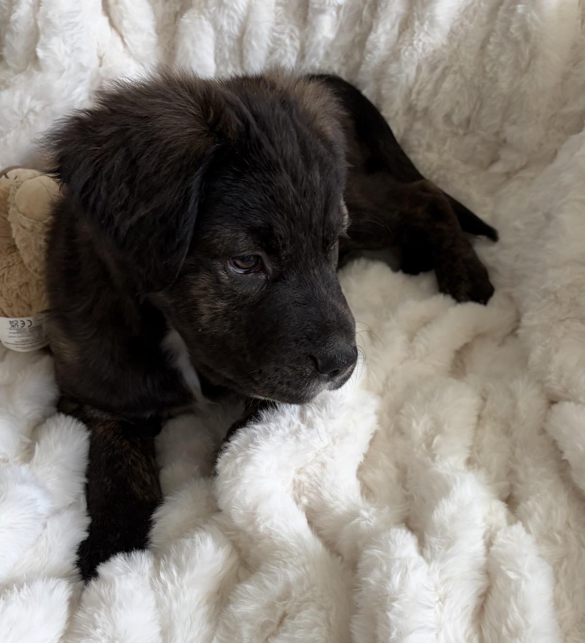 Enlarge Cash, a ADOPTABLE Mixed Breed in Maineville, OH image 3/6