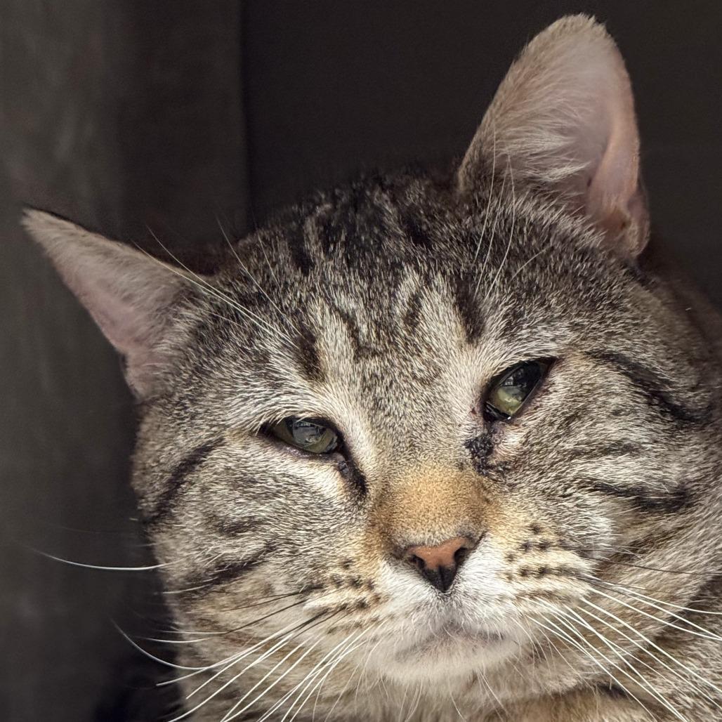 Pank *Bonded w/ Hank*, Adoptable, Adult Male Domestic Short Hair.