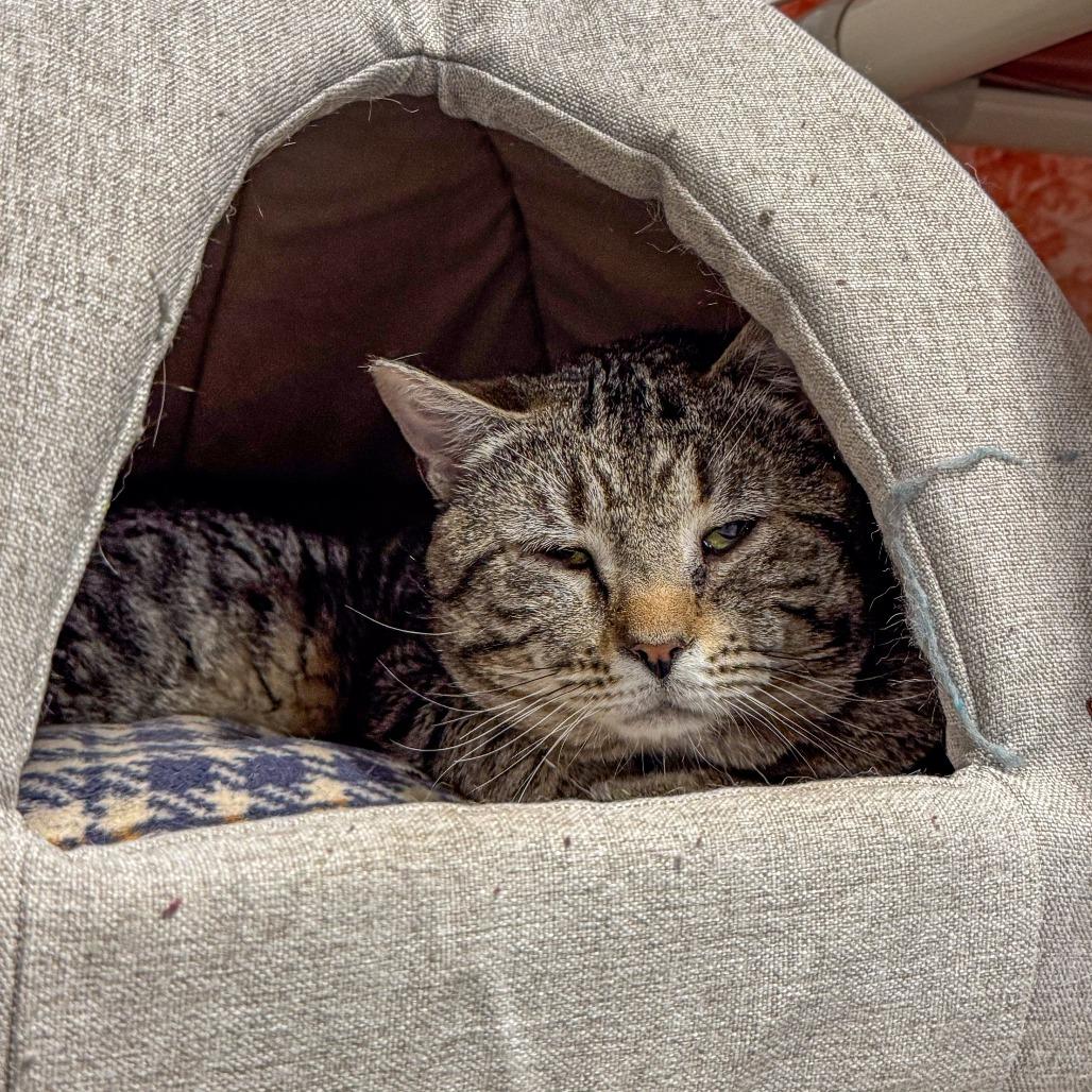 Enlarge Pank *Bonded w/ Hank*, a Adoptable Domestic Short Hair in Kennebunk, ME image 2/5