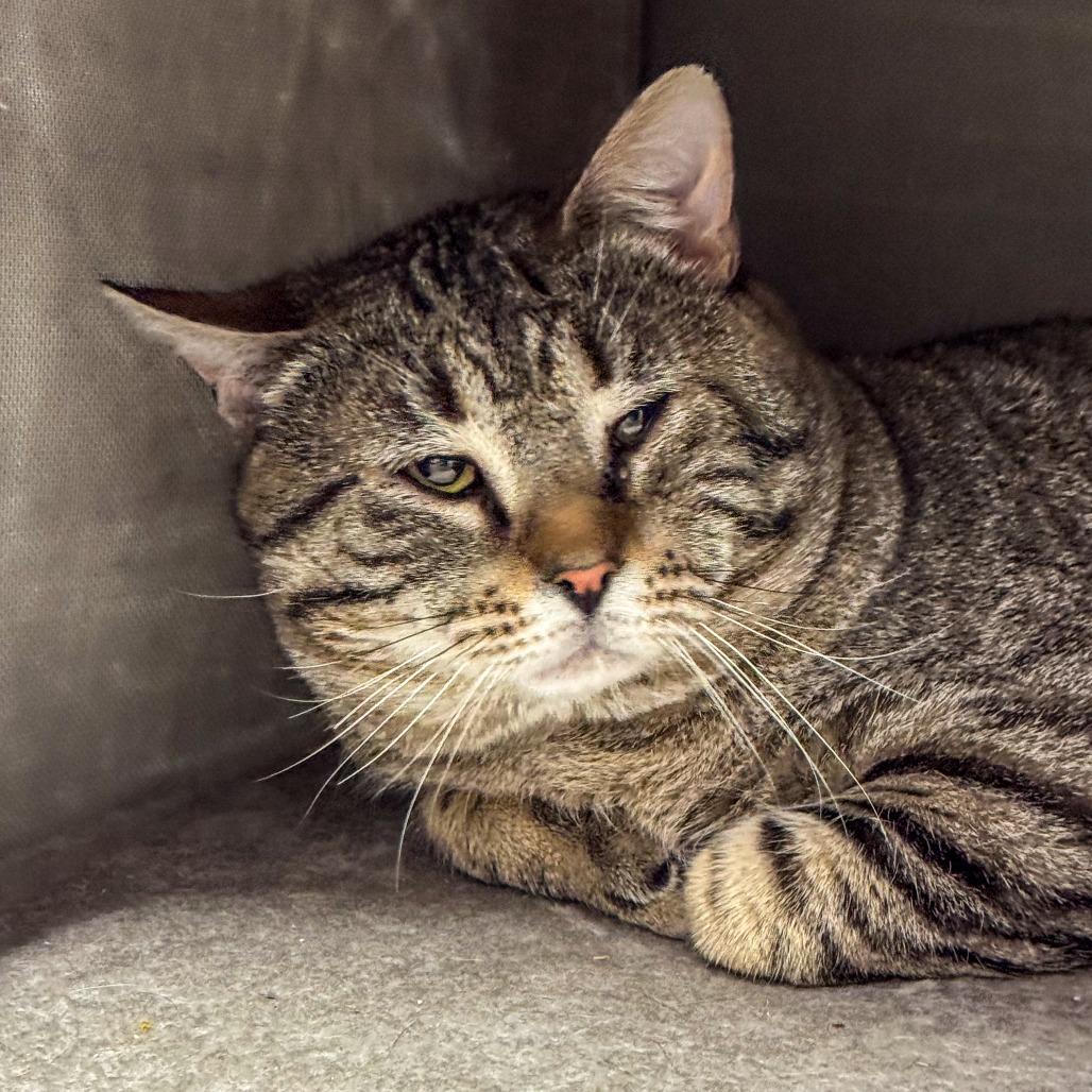 Enlarge Pank *Bonded w/ Hank*, a Adoptable Domestic Short Hair in Kennebunk, ME image 3/5