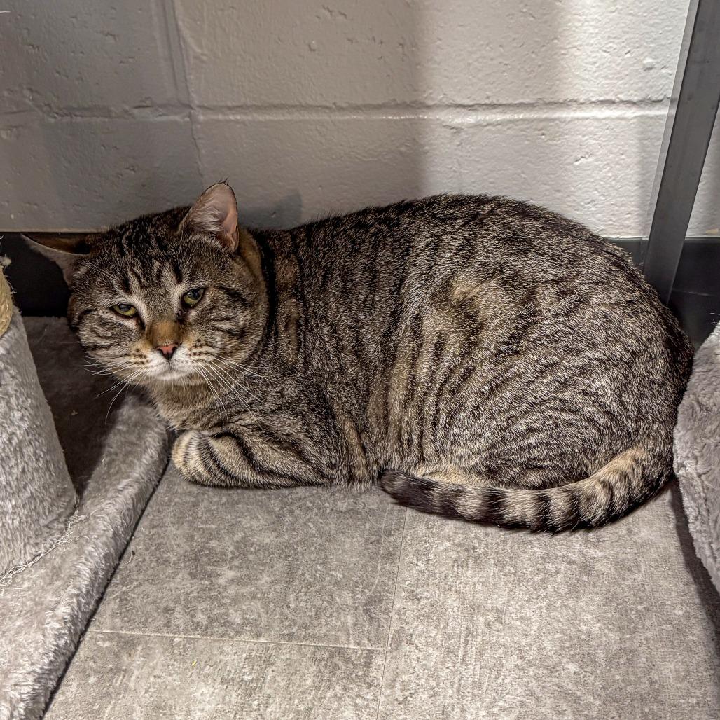 Enlarge Pank *Bonded w/ Hank*, a Adoptable Domestic Short Hair in Kennebunk, ME image 4/5