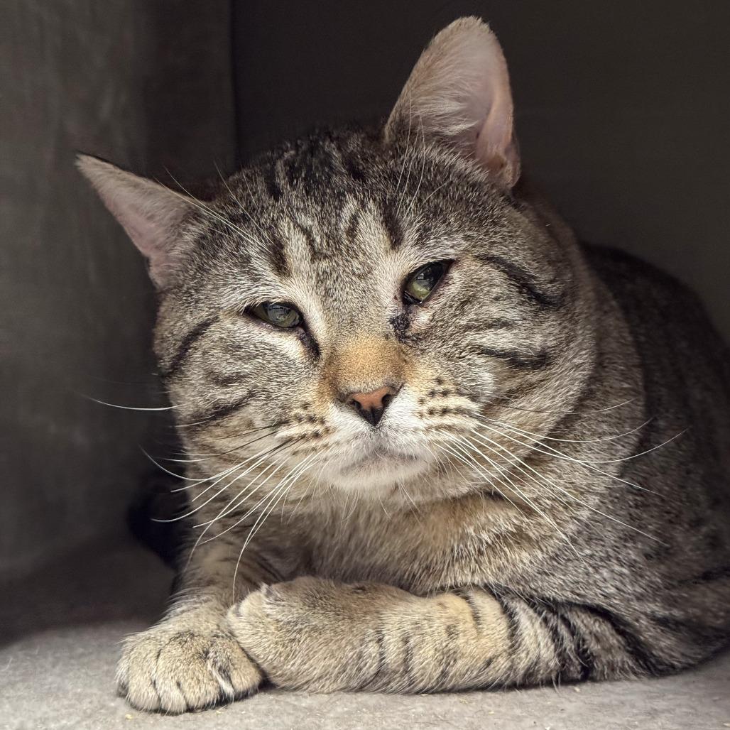 Enlarge Pank *Bonded w/ Hank*, a Adoptable Domestic Short Hair in Kennebunk, ME image 5/5