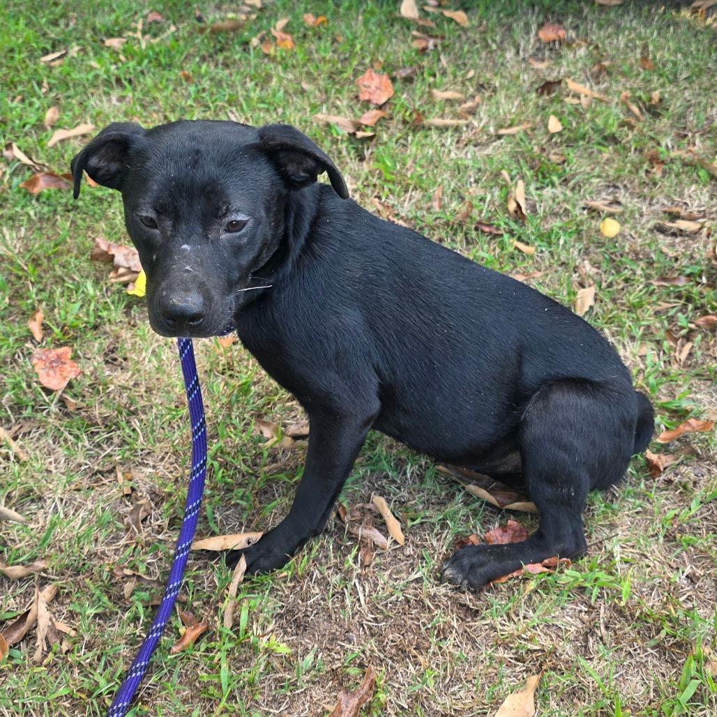 MayBell, Adoptable, Young Female Mixed Breed.