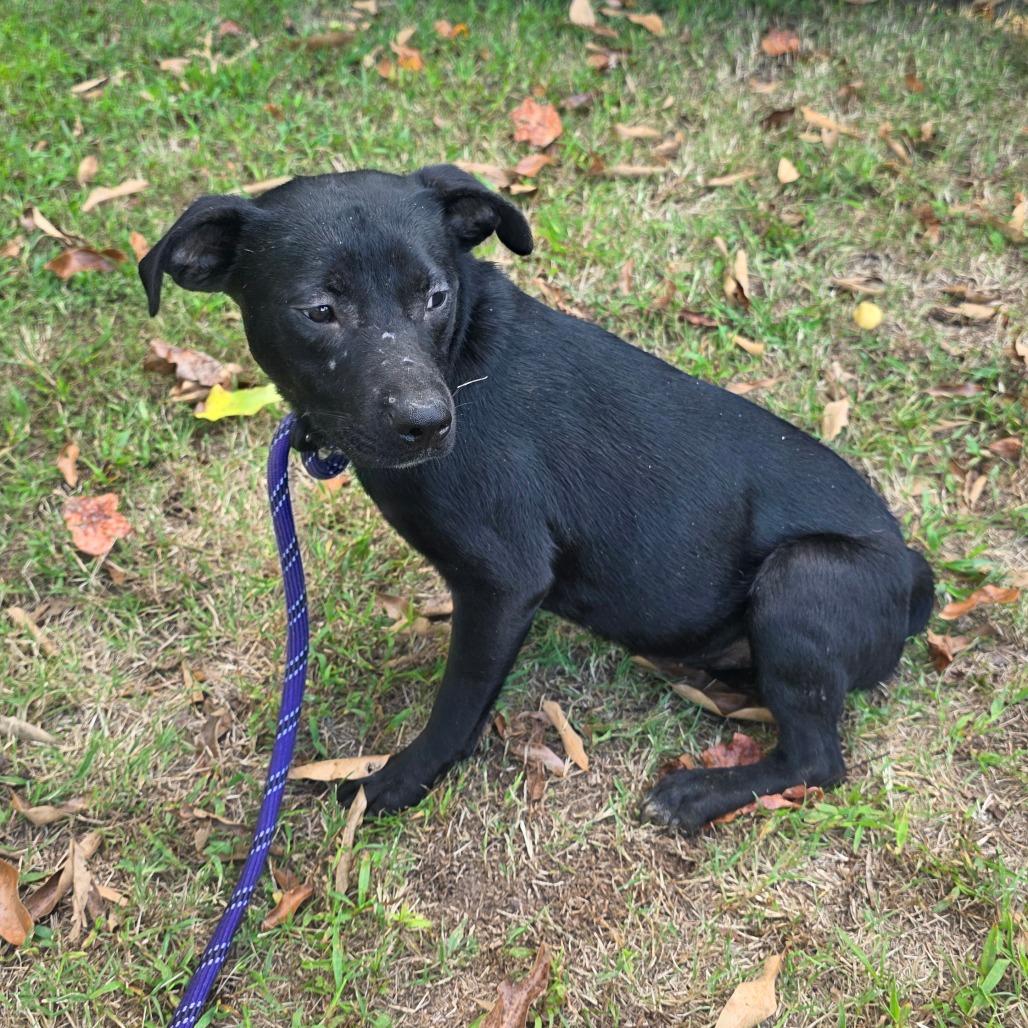 Enlarge MayBell, a Adoptable Mixed Breed in Clarksville, TN image 2/4