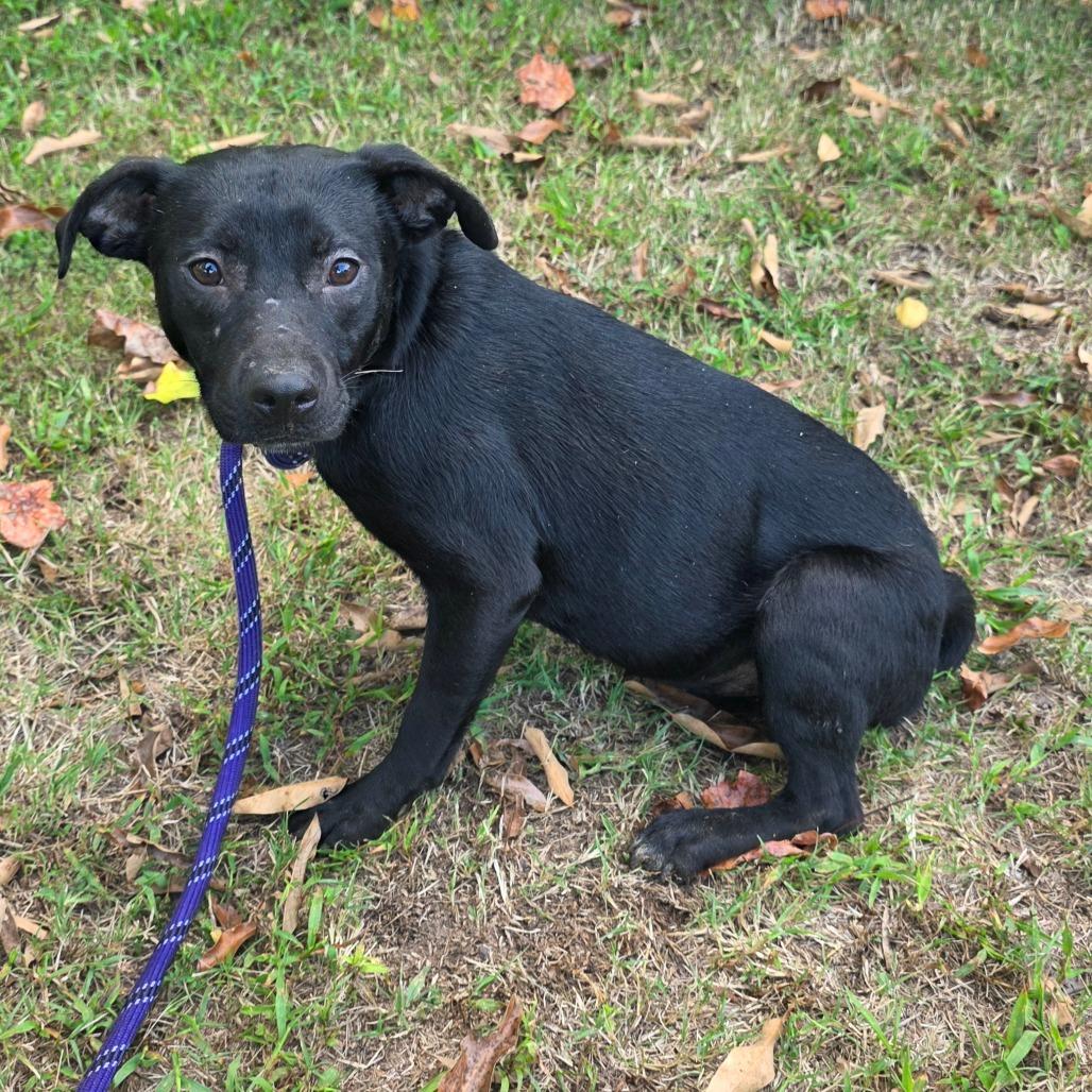 Enlarge MayBell, a Adoptable Mixed Breed in Clarksville, TN image 3/4