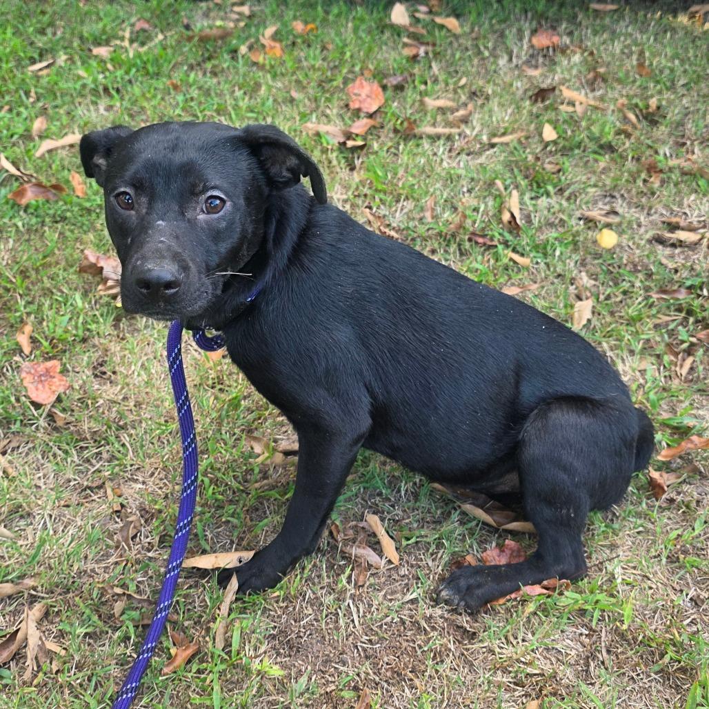 Enlarge MayBell, a Adoptable Mixed Breed in Clarksville, TN image 4/4