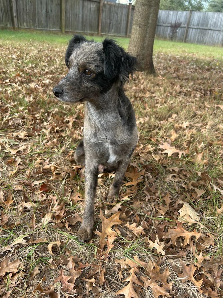 Enlarge Leon, an adopted mixed breed in Centerville, GA image 2/3