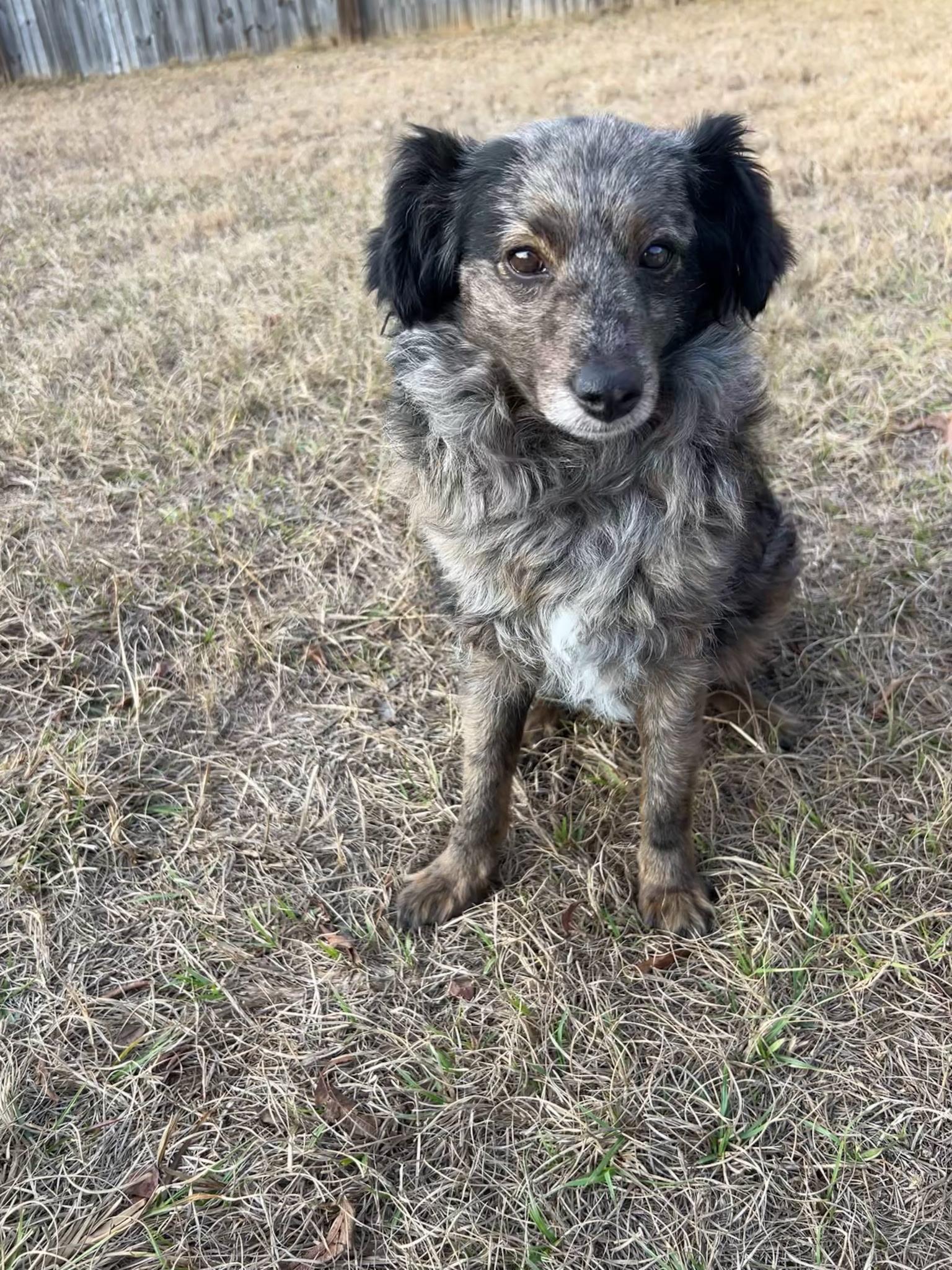 Leon, adopted, Adult Male Aussiedoodle.