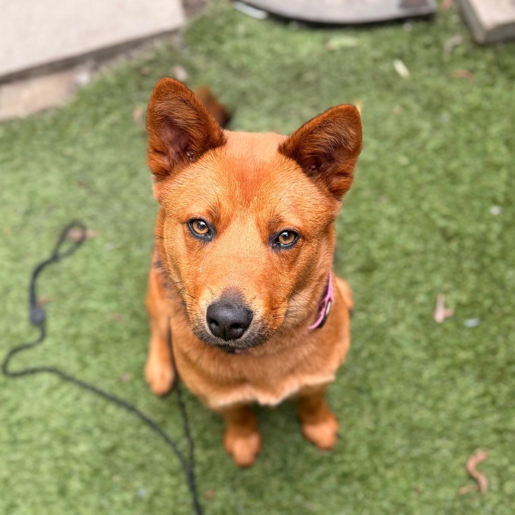 FOXIE, ADOPTABLE, Adult • Female, Australian Kelpie & Australian Cattle Dog / Blue Heeler.